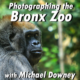 Photographing the Bronx Zoo
